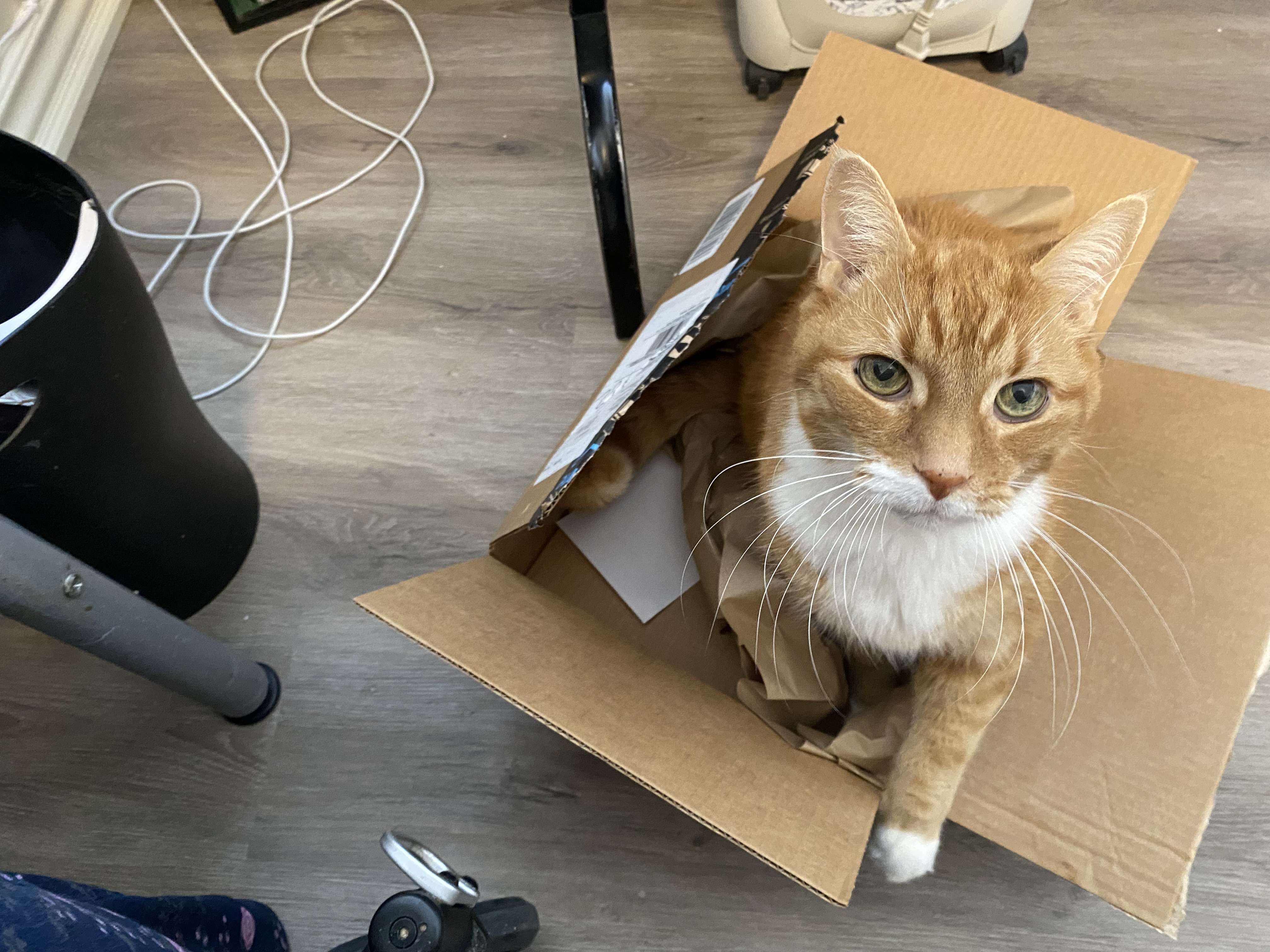 Cat and box