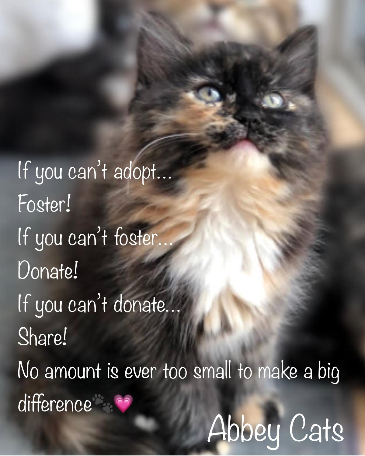 New Volunteering Gig: Abbey Cats Adoption Screener